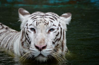 Close-up portrait of tiger in water