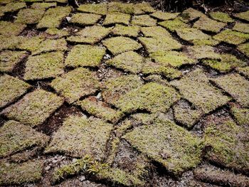 Full frame shot of moss growing on land