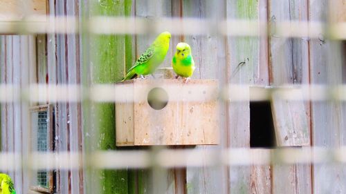 View of parrot perching in cage