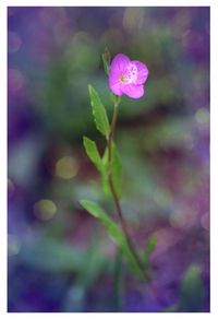 Close-up of flower against blurred background