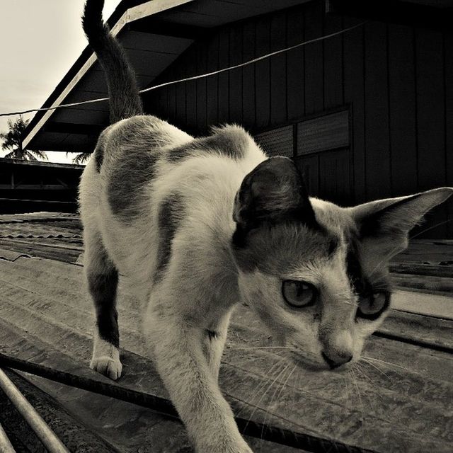 domestic animals, animal themes, mammal, one animal, pets, looking at camera, portrait, dog, railing, built structure, standing, domestic cat, two animals, full length, close-up, fence, architecture, outdoors, sitting, day