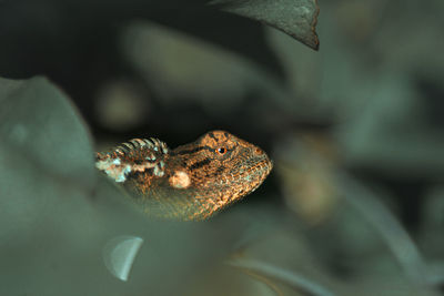 Close-up of a lizard