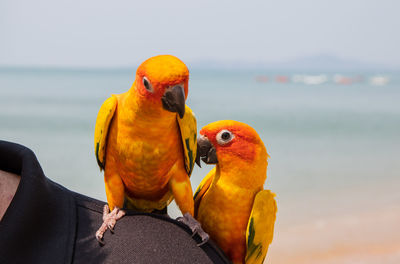 Parrot at a shoulder of a man at the beach of thailand southeast asia