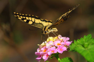 Close-up of butterfly on pink flower