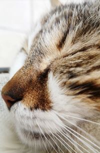 Close-up of cat sleeping