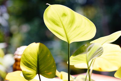 Close-up of yellow flowering plant leaves