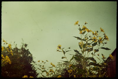 Yellow flowers growing on tree