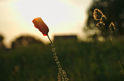 Close-up of flowering plant against sky