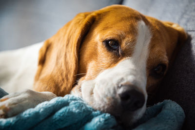 Close-up portrait of dog lying on sofa