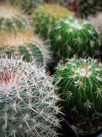 Close-up of dandelion