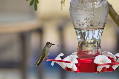 Close-up of bird in glass on table