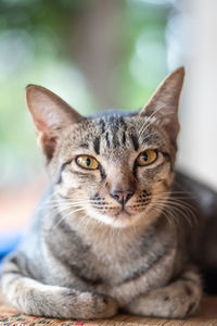 Close-up portrait of tabby cat