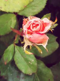 Close-up of rose against blurred background