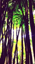 Low angle view of bamboo trees in forest