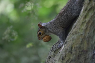 Close-up of squirrel on tree trunk