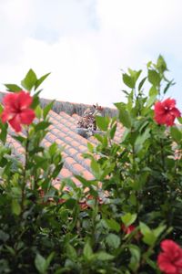 Plants growing against the sky