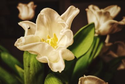 Close-up of white flowering plant