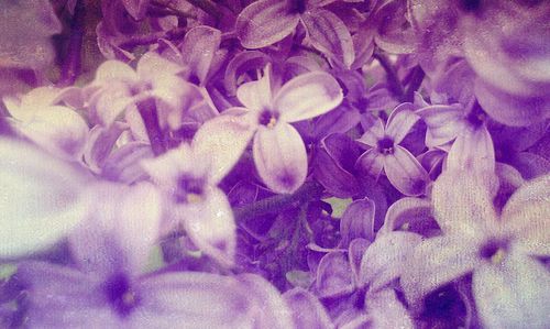 Full frame shot of purple flower