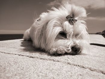 Close-up of dog lying down against sky