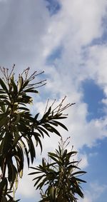 Low angle view of tree against sky