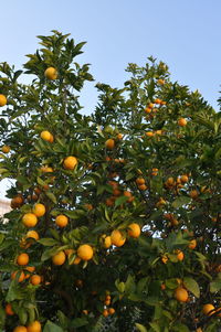 Close-up of yellow flower on tree