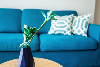 Close-up of plant on sofa at home