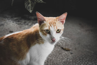 Close-up portrait of a cat