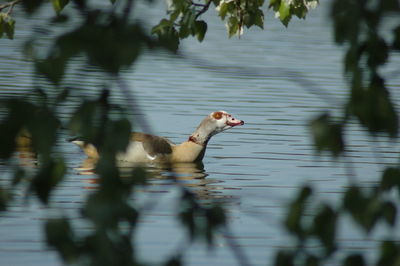 Close-up of bird in lake