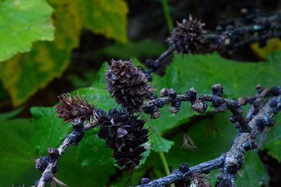 Close up of purple flowers