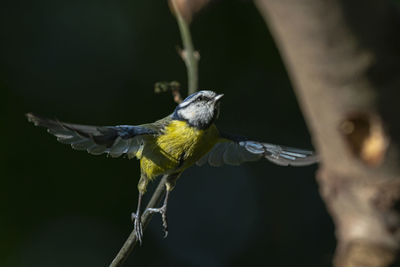 Close-up of bird perching on plant