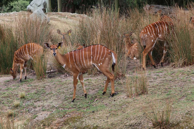 Zebras in a field