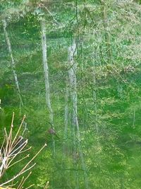 Close-up of spider web on tree trunk