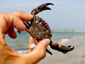 Close-up of hand holding crab at beach