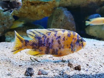 Close-up of fish swimming in sea