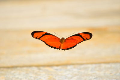 Close-up of butterfly on leaf