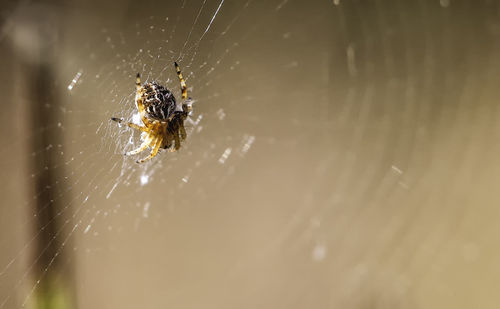Close-up of spider on web