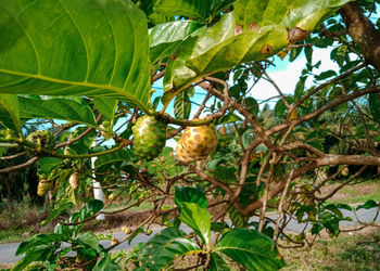 Close-up of fruits hanging on tree