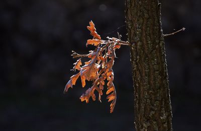 Close-up of autumn leaves on tree trunk