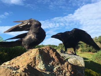 Low angle view of dog on rock against sky