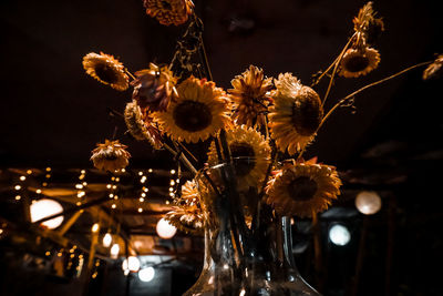 Close-up of illuminated flowering plants at night