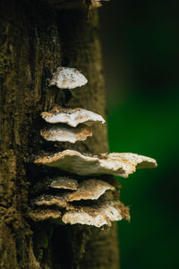 Close-up of mushrooms growing on tree trunk