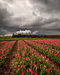 Pink tulips growing on land against cloudy sky