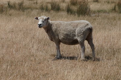 Portrait of an animal on field