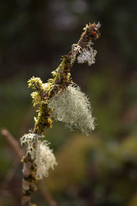 Close-up of snow on plant