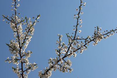 Low angle view of cherry blossom against clear sky