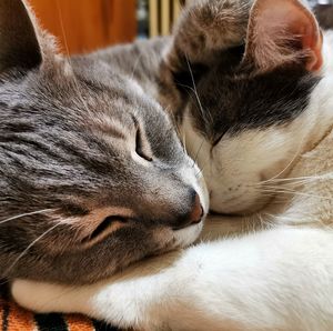 Close-up of cat sleeping