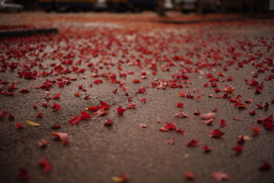 Close-up of autumn leaves on table