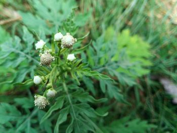 Close-up of plant