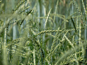 Close-up of stalks in field