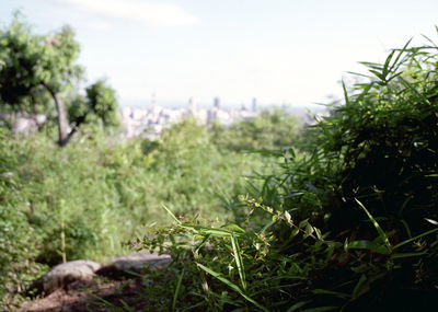 Grass growing on grassy field